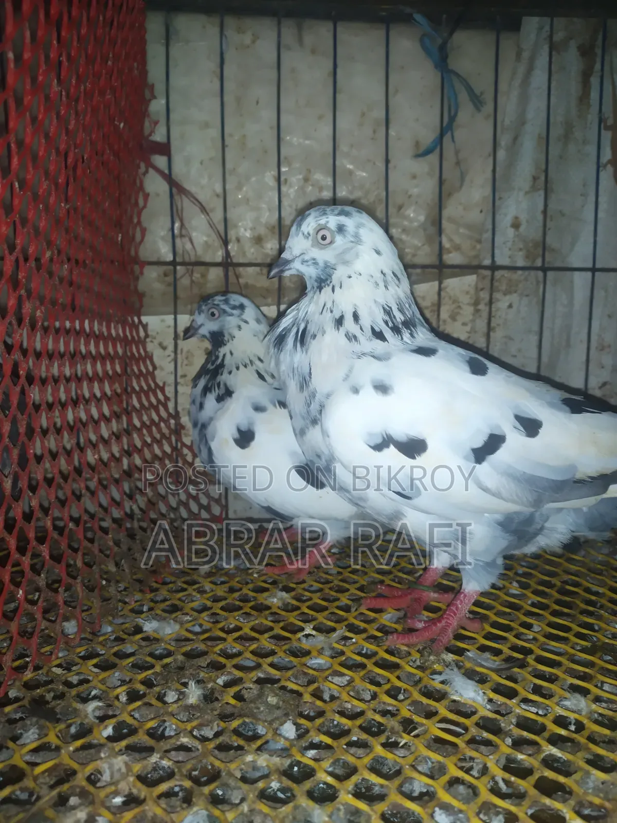 Breeding Pigeons