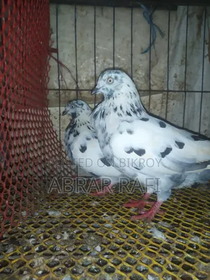 Breeding Pigeons