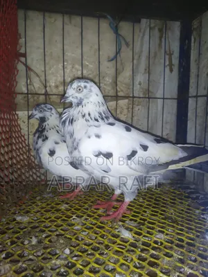Breeding Pigeons