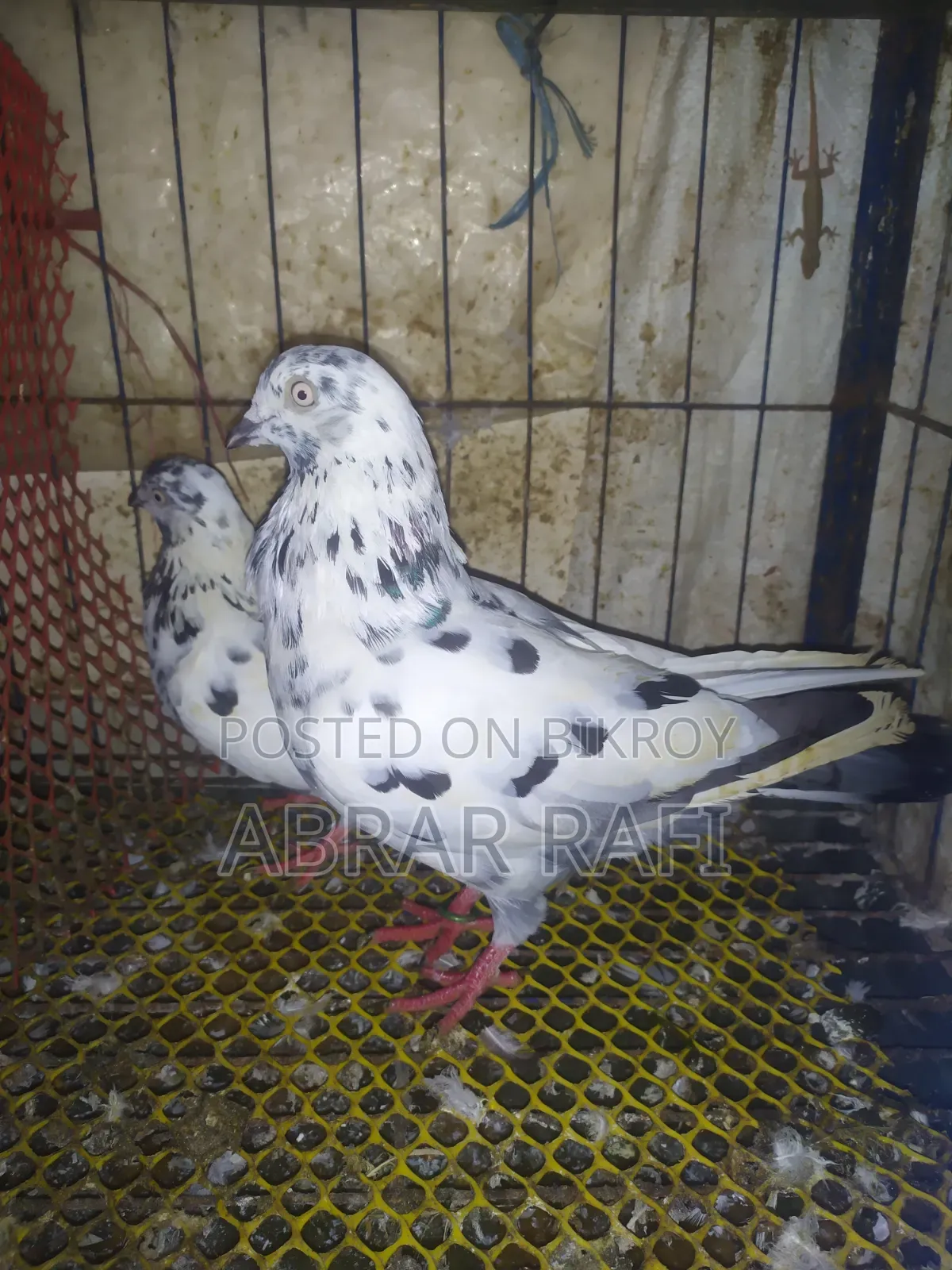 Breeding Pigeons
