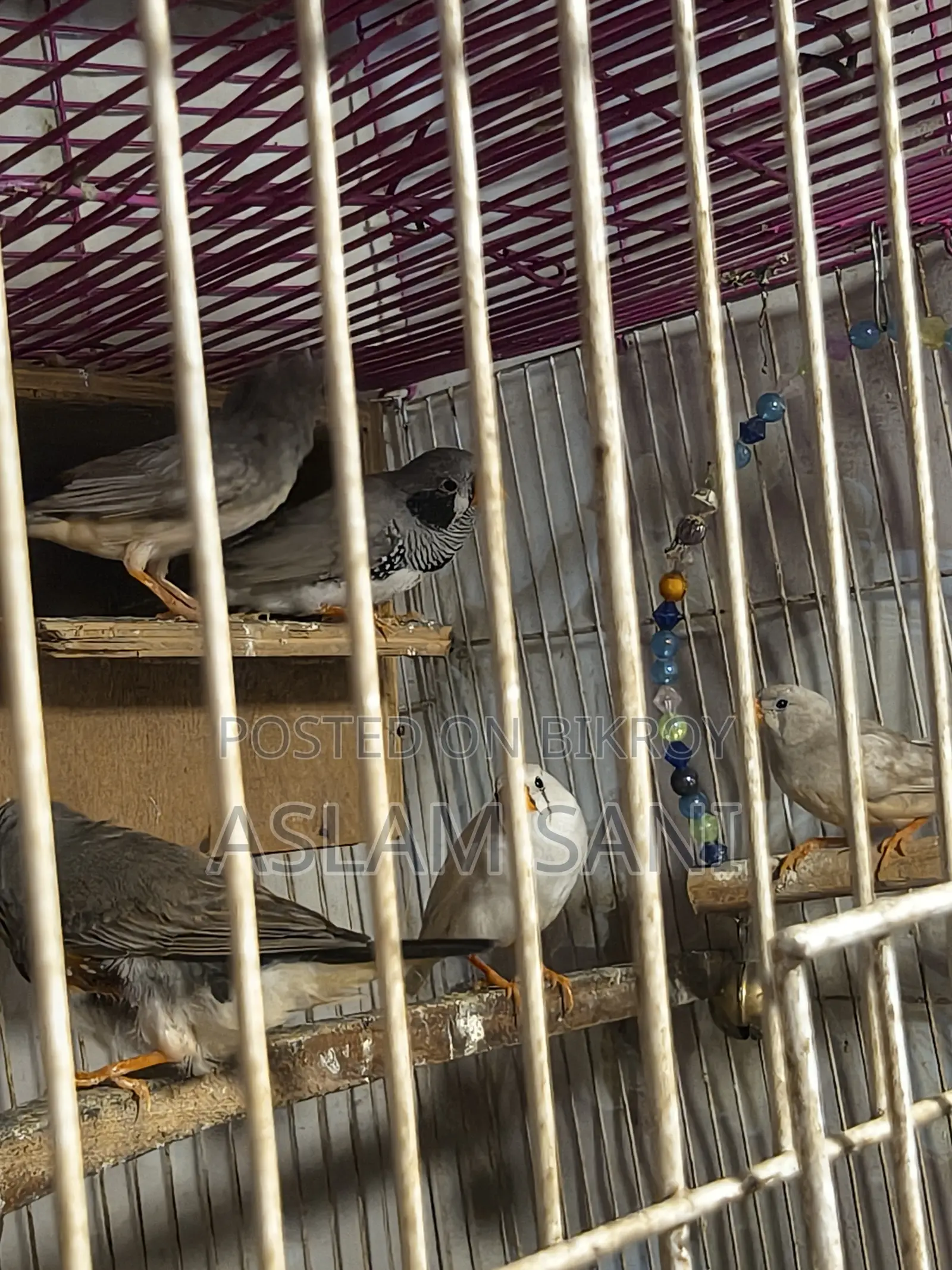 Frinch Bird Sell