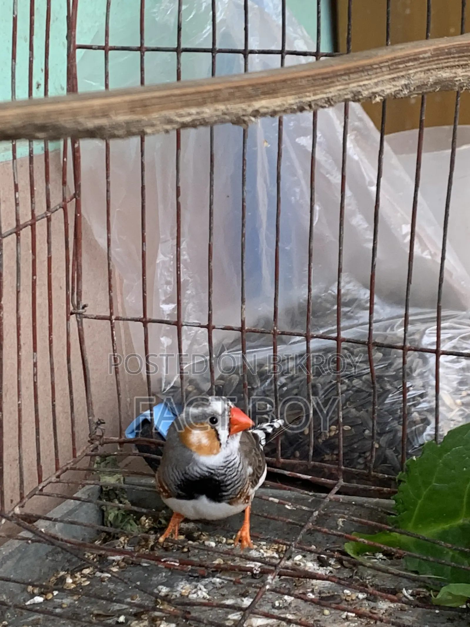 মেল ফিঞ্চ