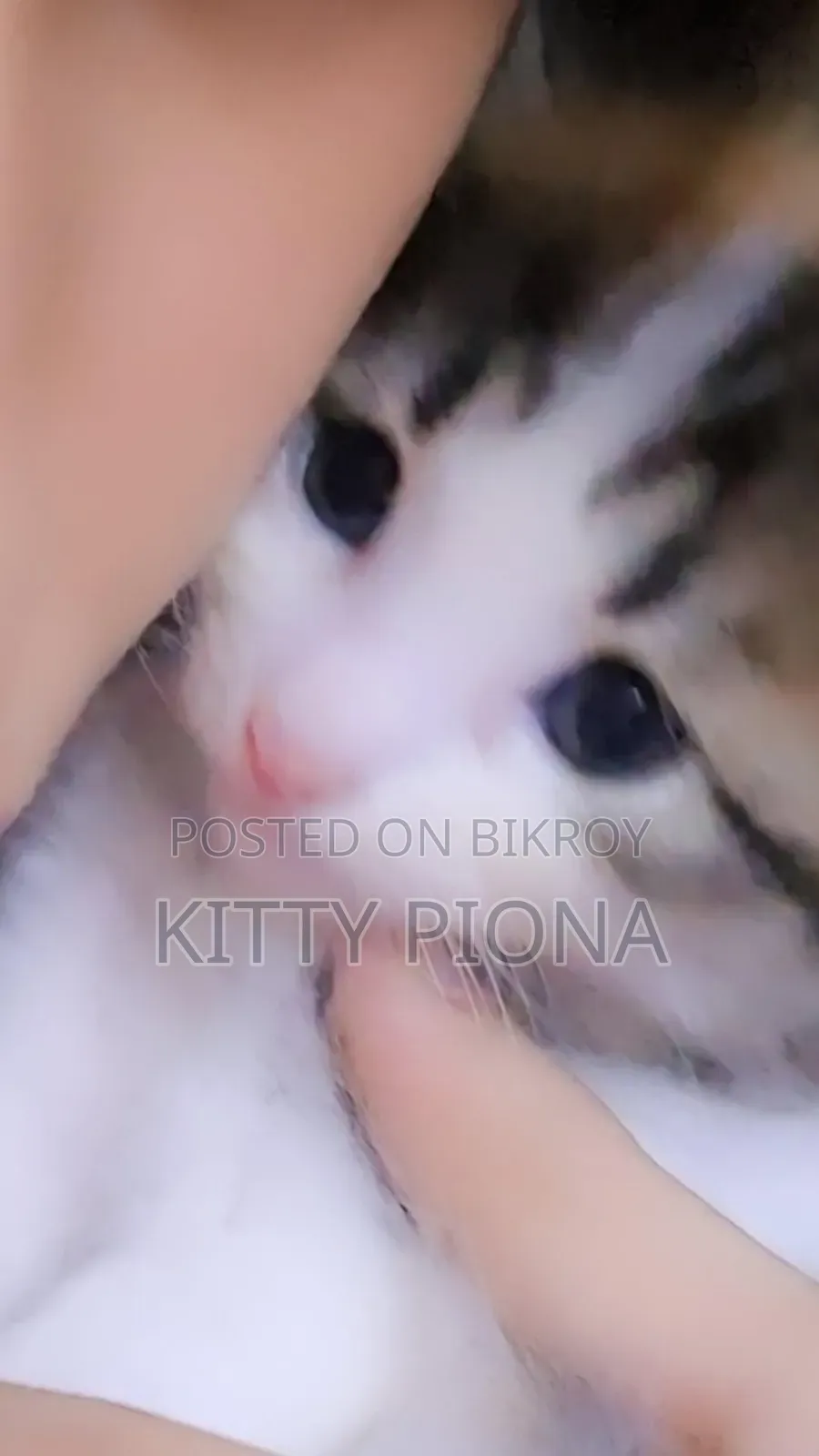 1-3 Months Female Purebred Persian