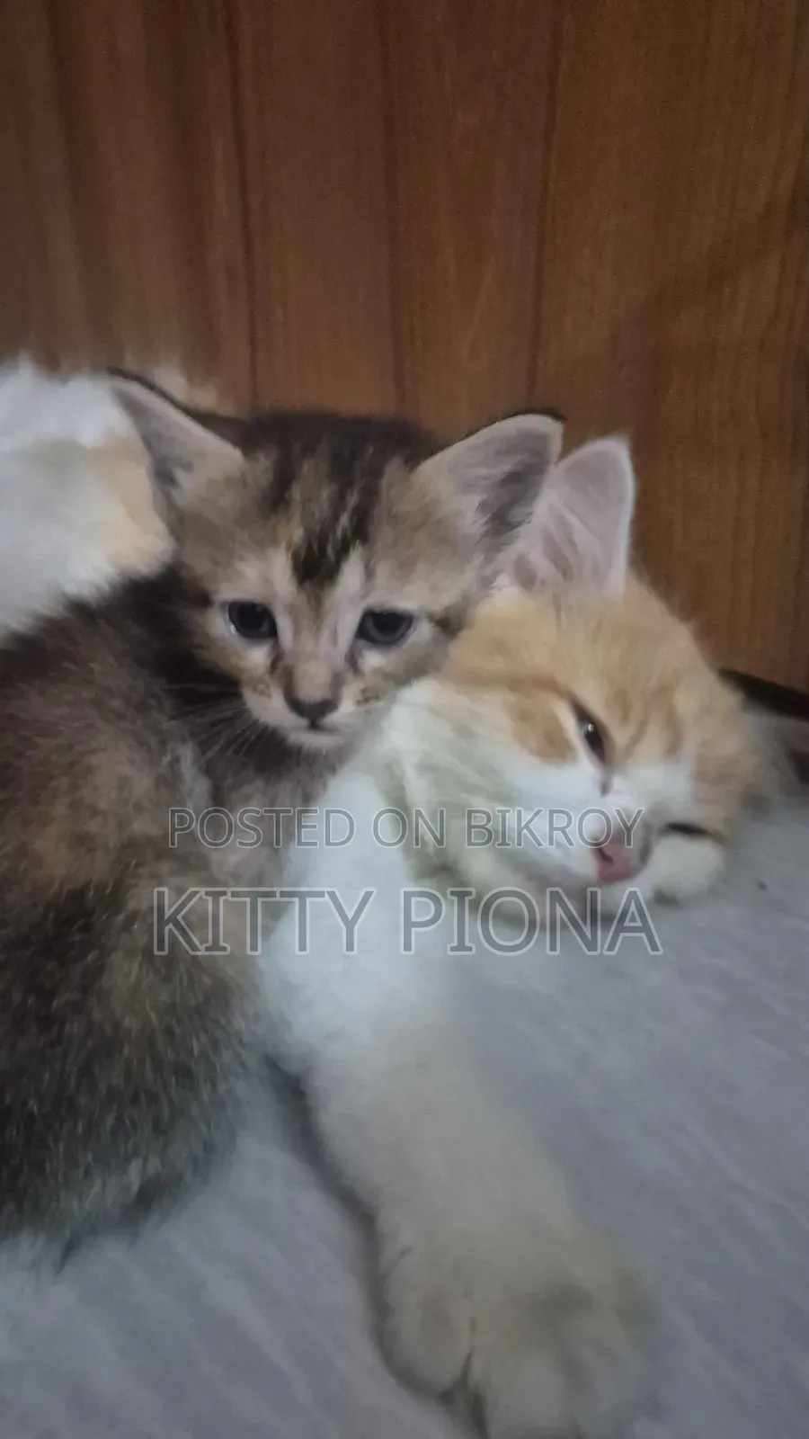 1-3 Months Female Purebred Persian