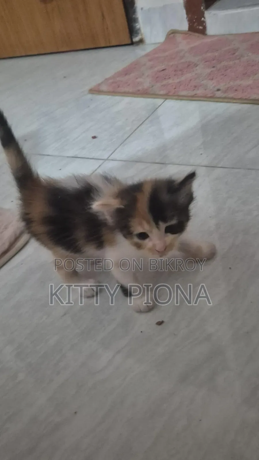 1-3 Months Female Purebred Persian