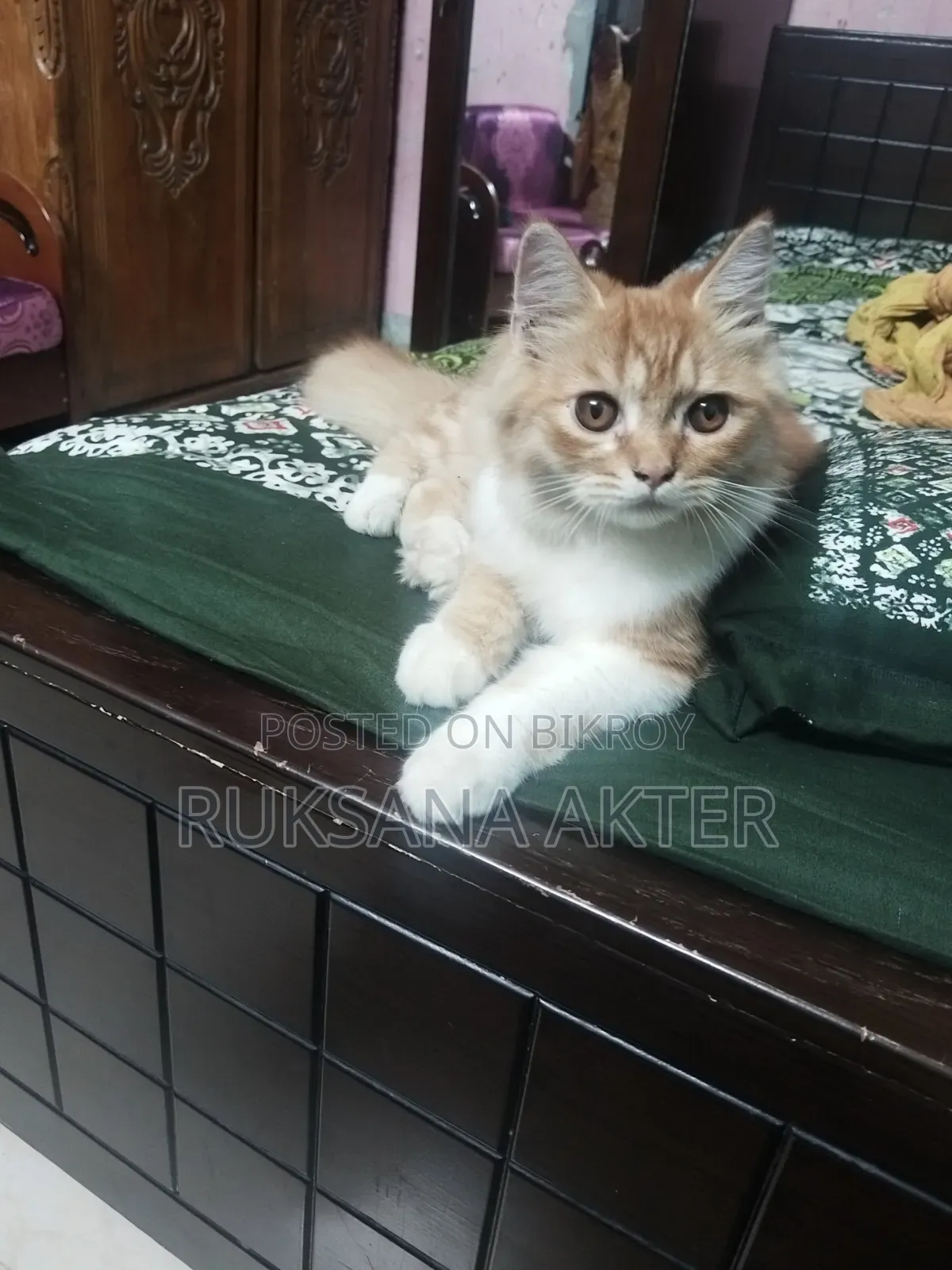 3-6 Months Male Mixed Breed Persian