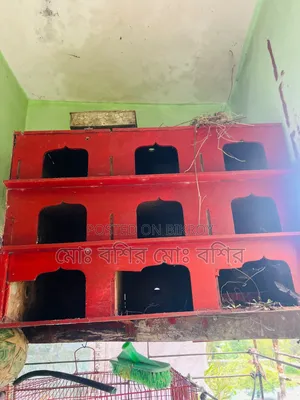 কবুতরের ঘর