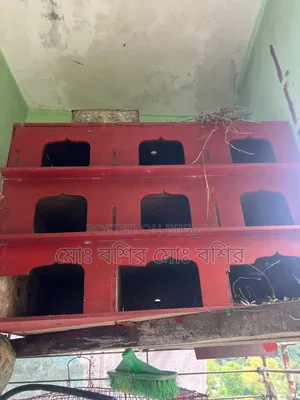 কবুতরের ঘর