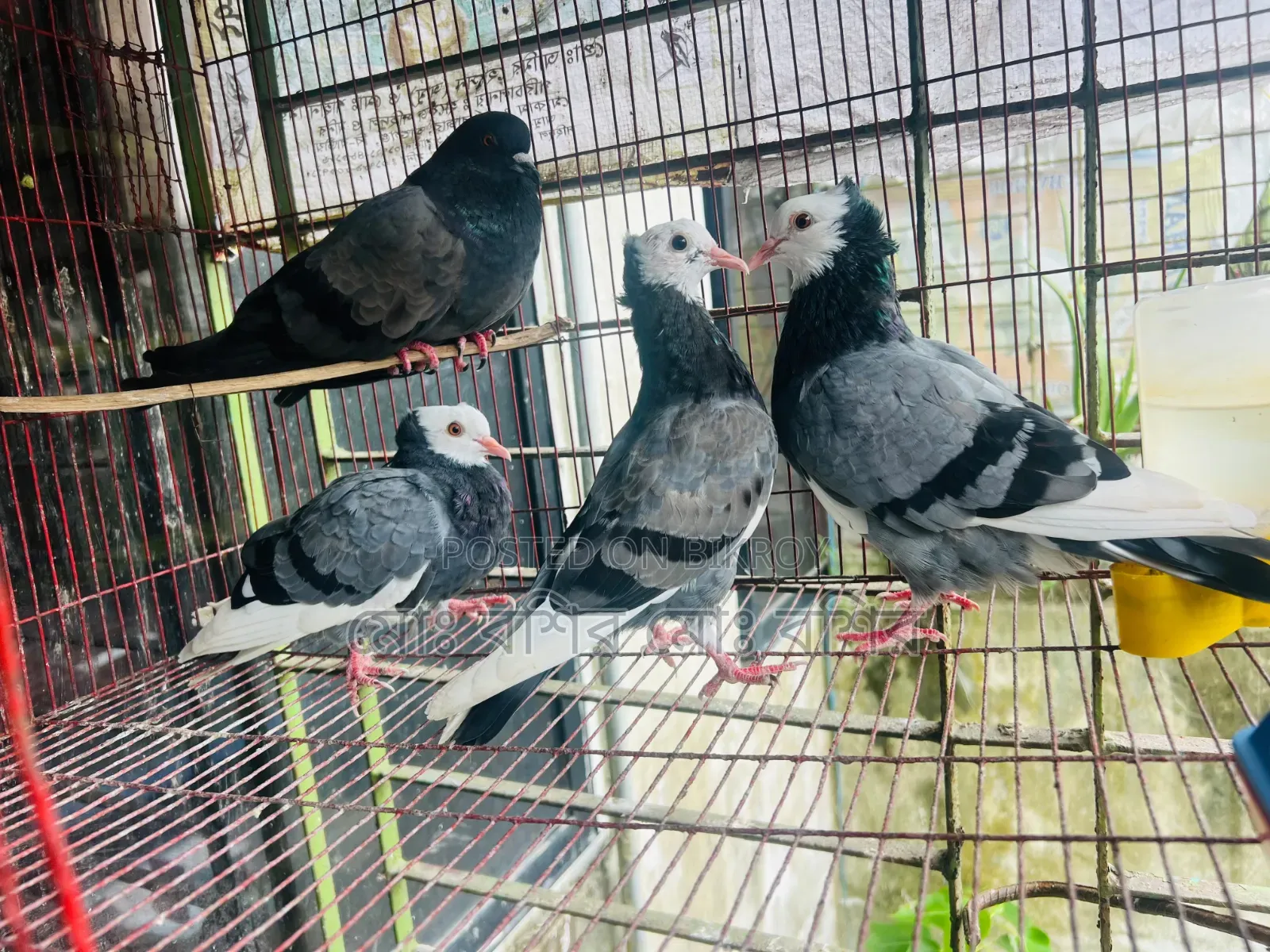 Some pigeons will be sold
