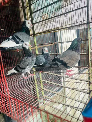 Some pigeons will be sold