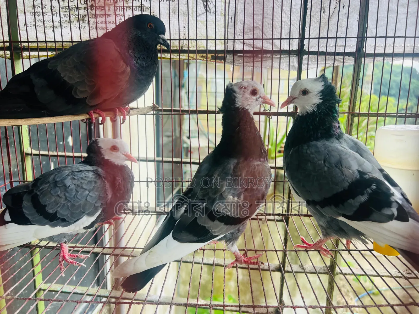 Some pigeons will be sold