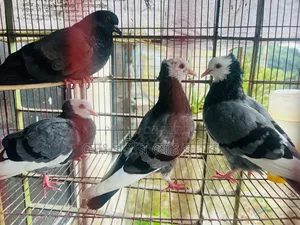 Some pigeons will be sold