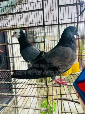 Some pigeons will be sold