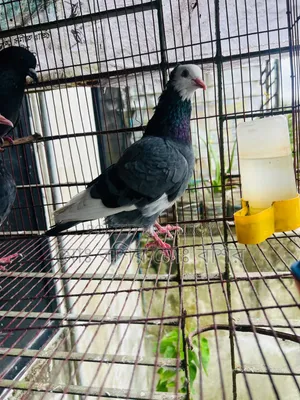 Some pigeons will be sold