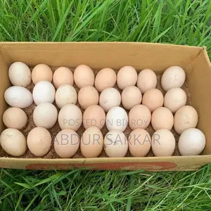 Desi Hen Breeding Eggs Sale