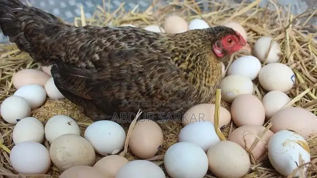 Desi Hen Breeding Eggs Sale