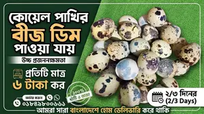 কুয়েল এর বিজডিম প্রতি পিছ ৬ টাকা ৭টা নিলে ৩৩ টাকা