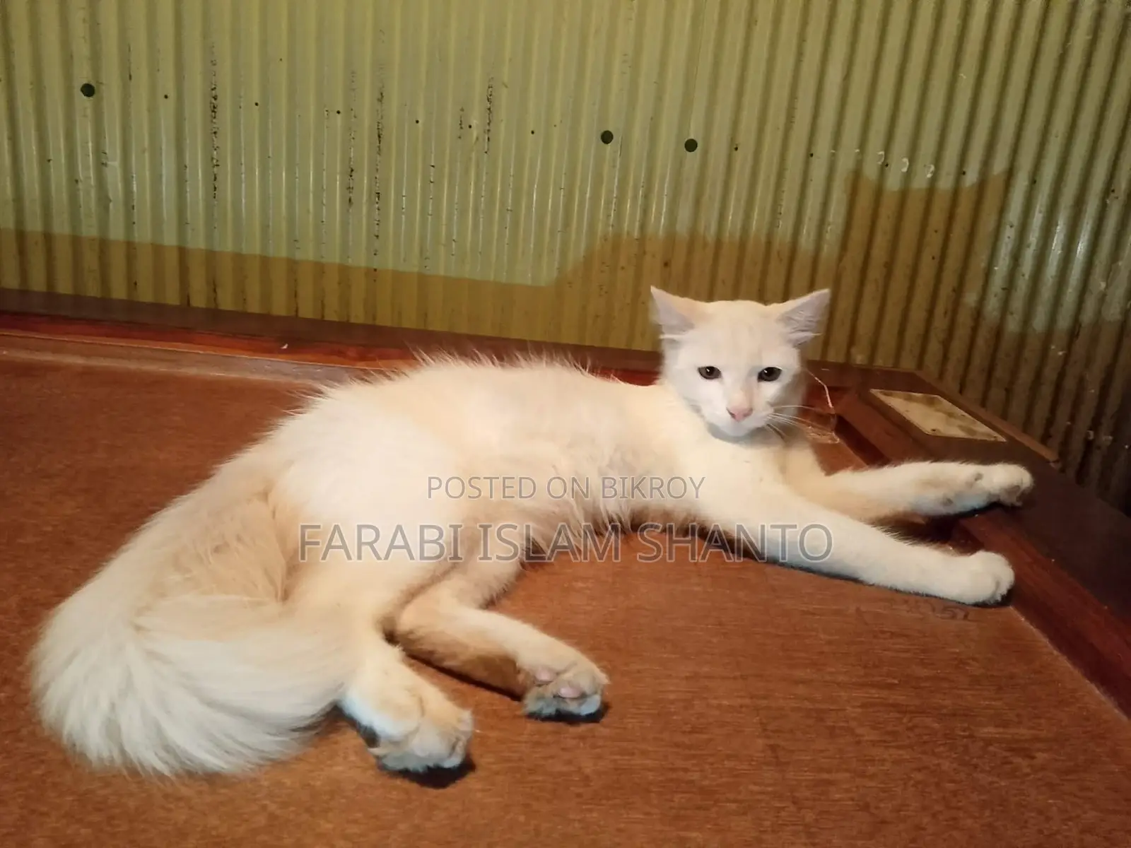3-6 months Female Mixed Breed Persian