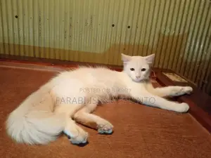 3-6 months Female Mixed Breed Persian