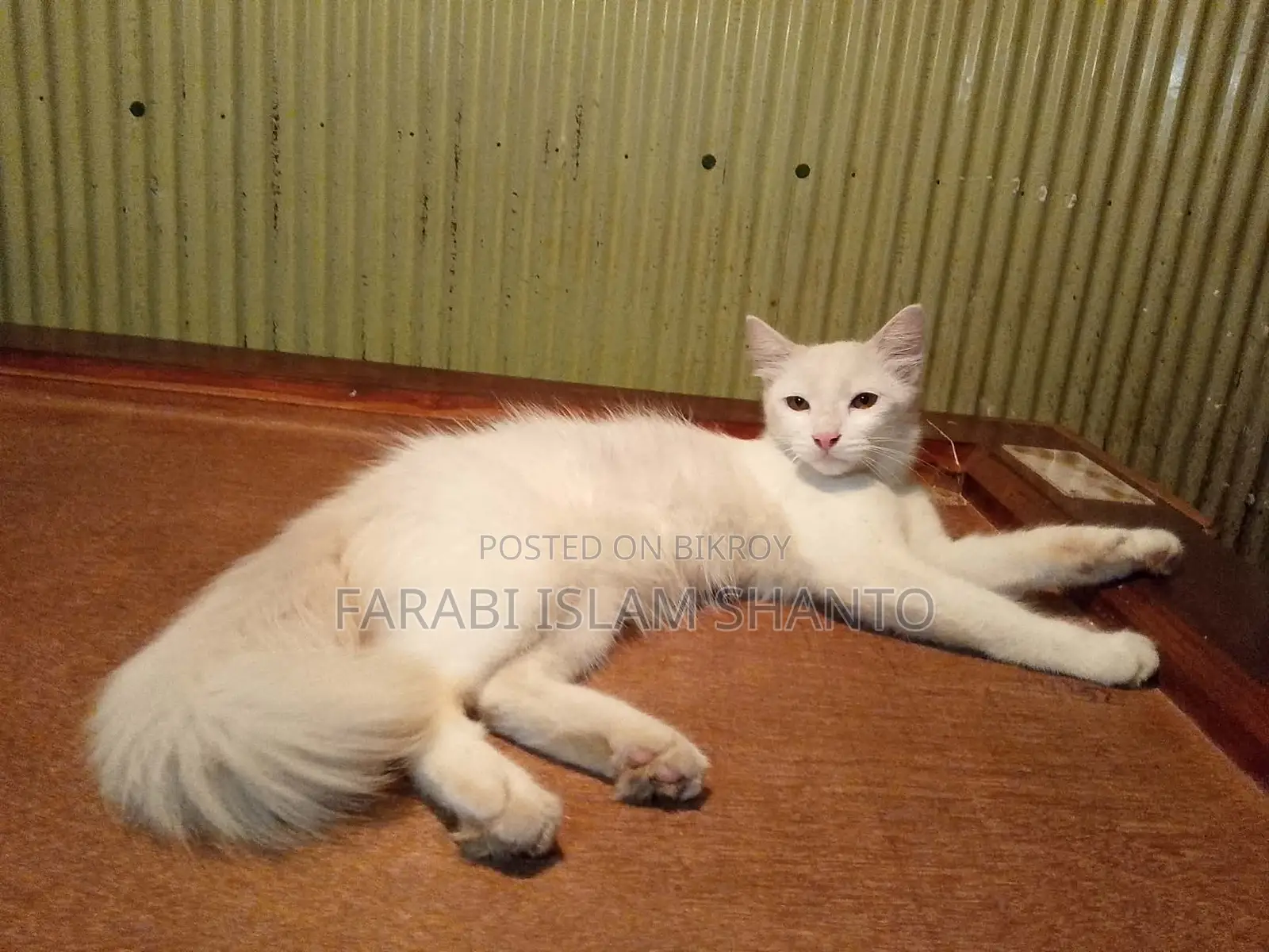3-6 months Female Mixed Breed Persian