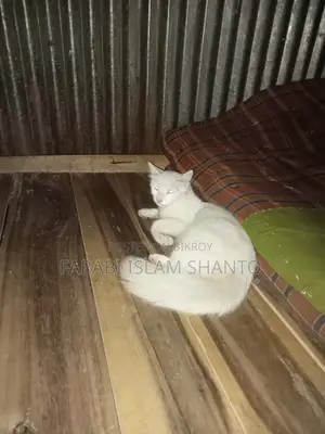 3-6 months Female Mixed Breed Persian