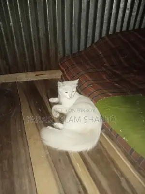 3-6 months Female Mixed Breed Persian