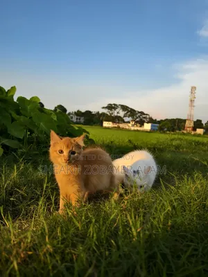 ১-৩ মাসের মেল পিউরব্রেড পার্সিয়ান