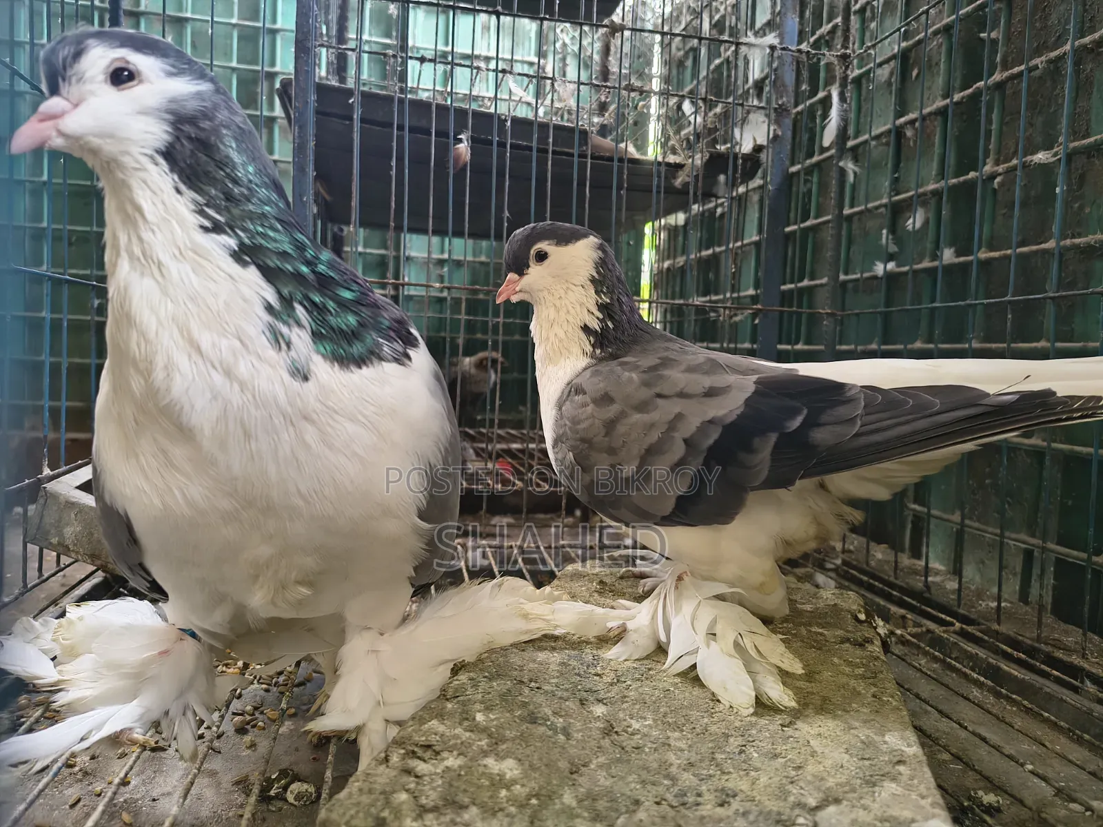 Active Pigeons