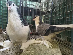 Active Pigeons