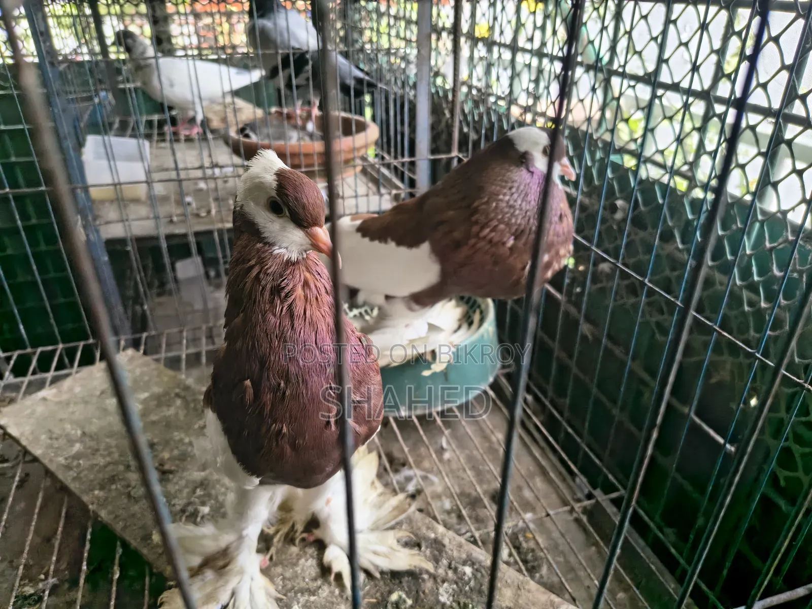 Active Pigeons