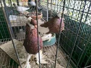 Active Pigeons