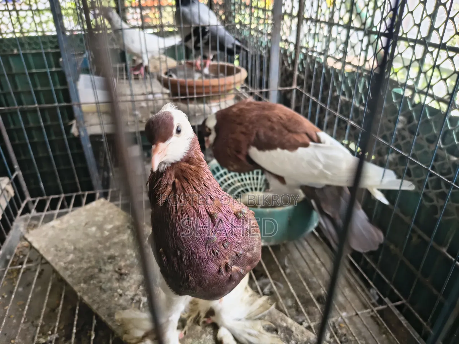 Active Pigeons