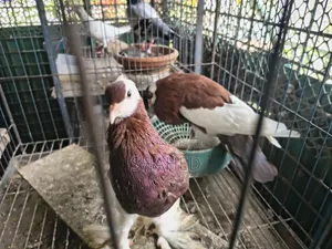 Active Pigeons