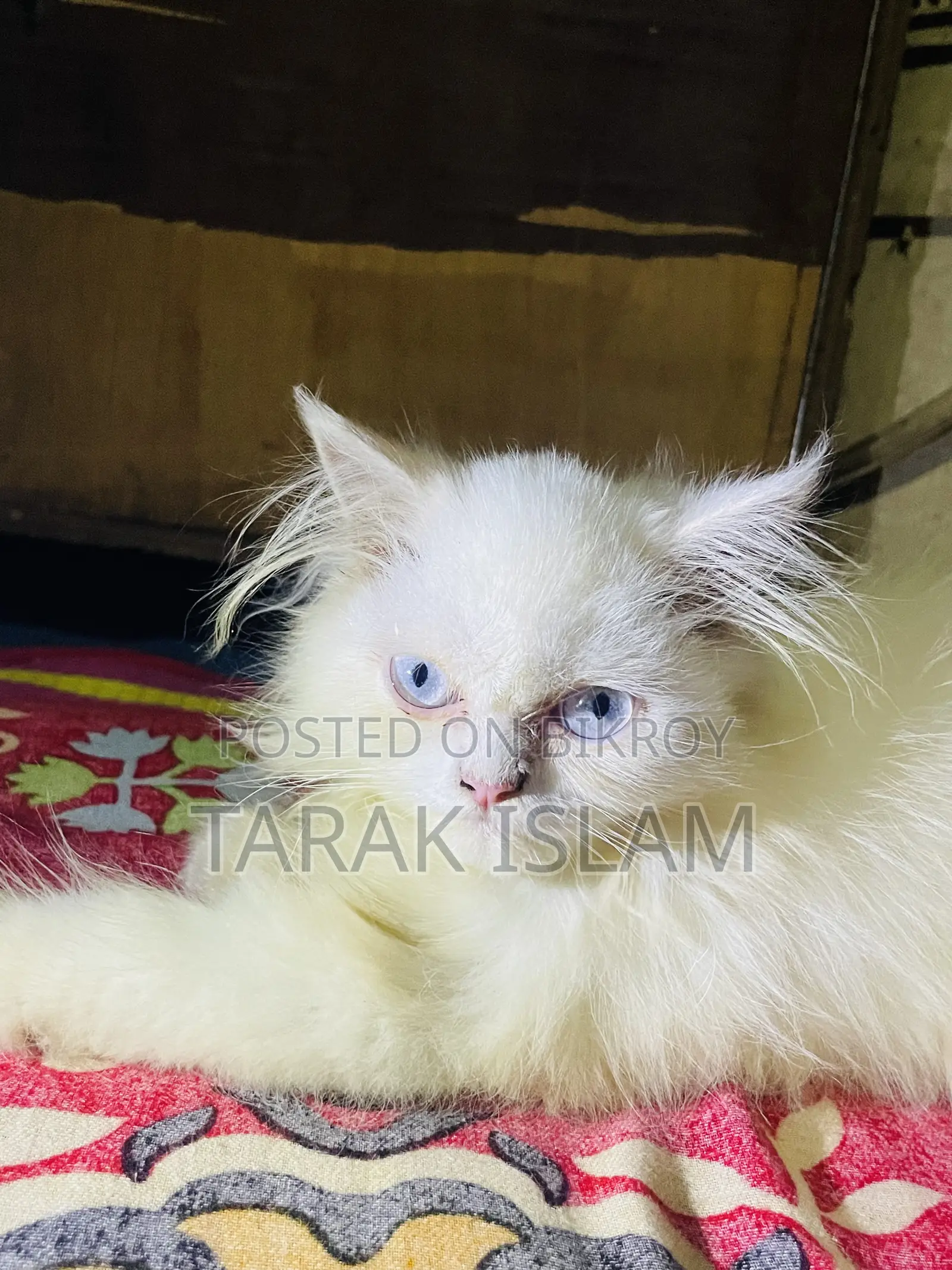 ১-৩ মাসের পুরুষ খাঁটি পার্সিয়ান