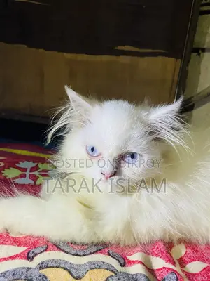 ১-৩ মাসের পুরুষ খাঁটি পার্সিয়ান
