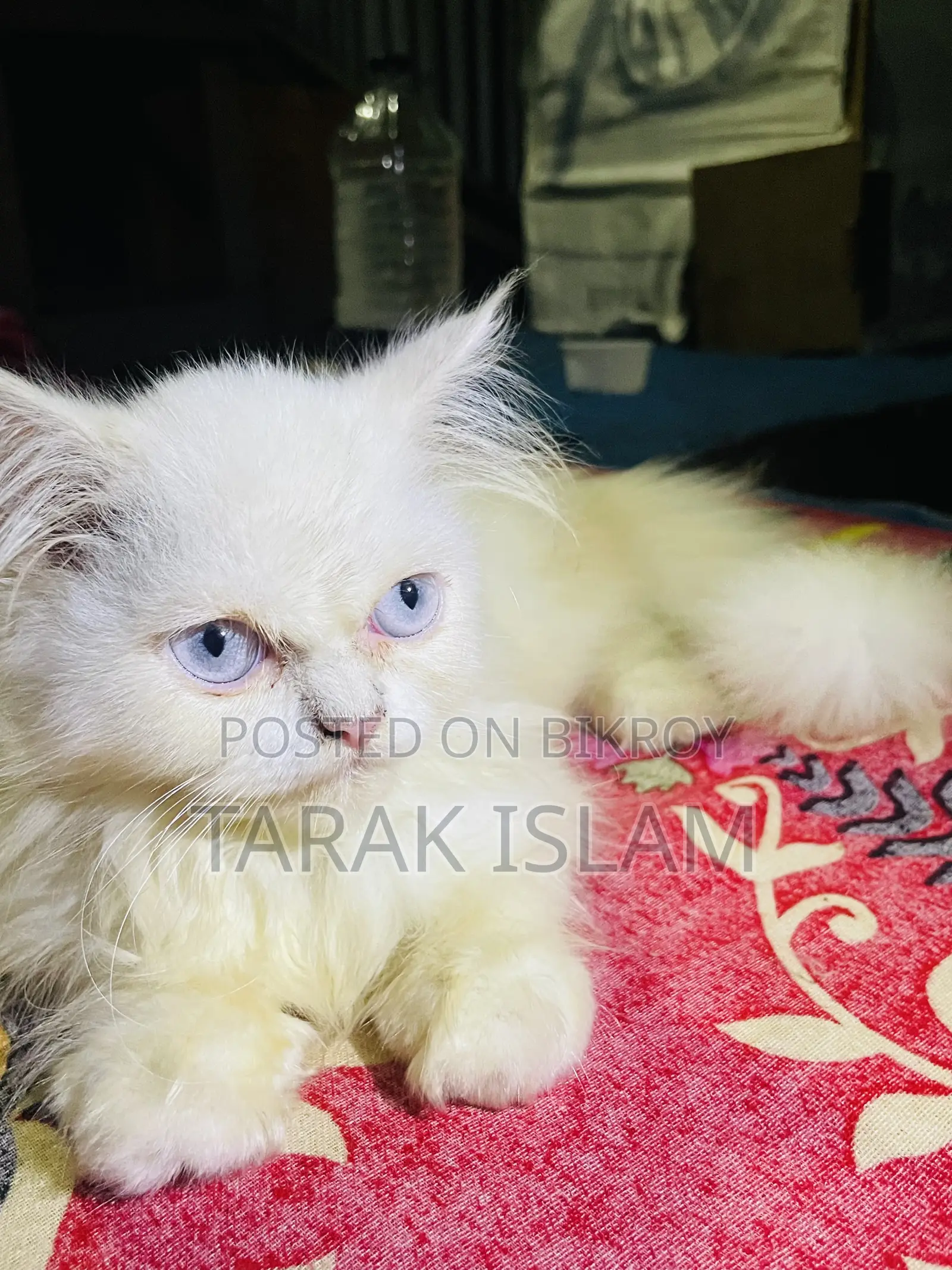 ১-৩ মাসের পুরুষ খাঁটি পার্সিয়ান