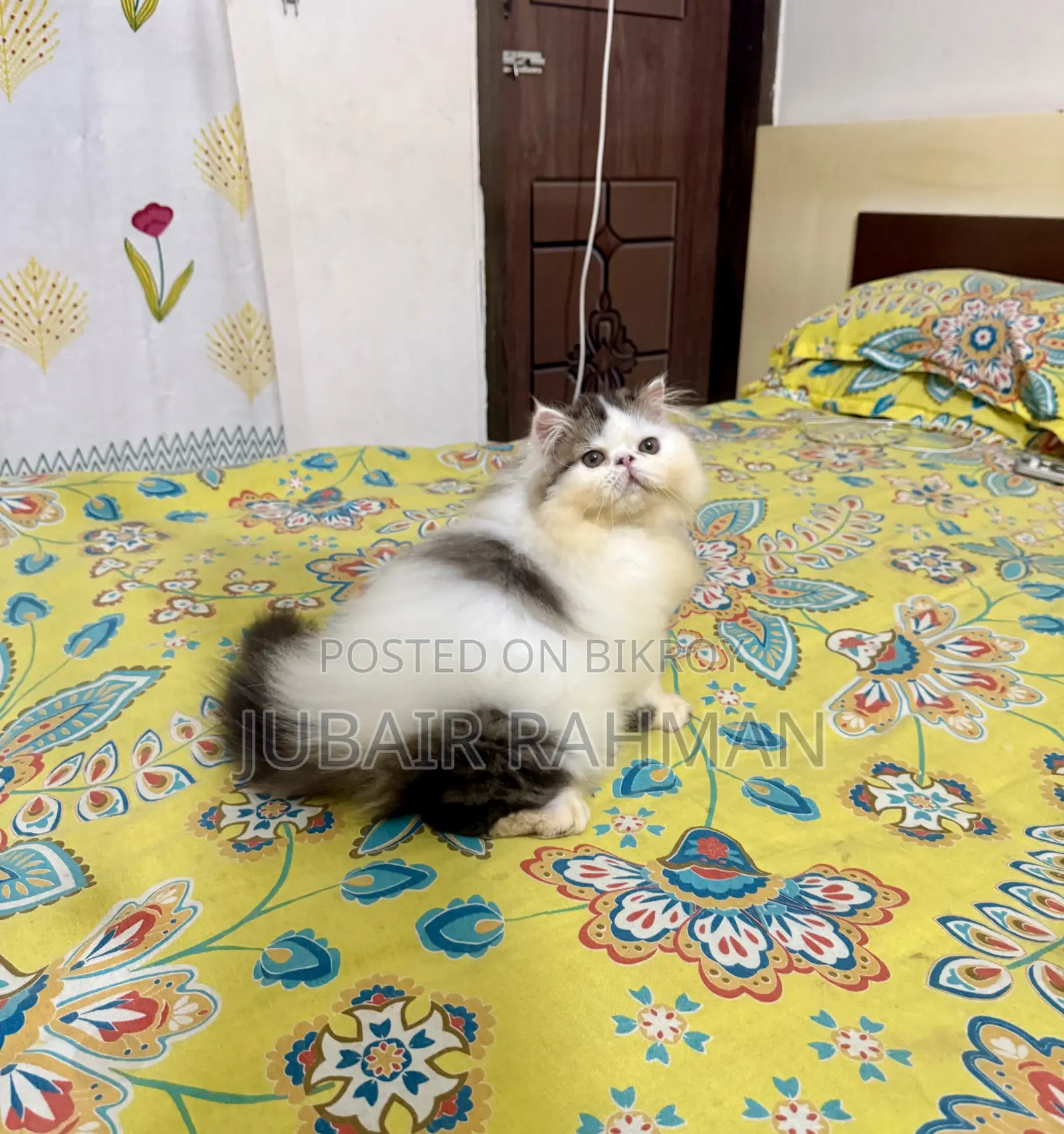 3-6 Months Male Purebred Exotic