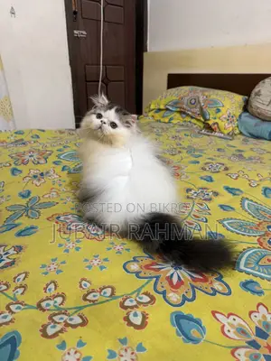 3-6 Months Male Purebred Exotic