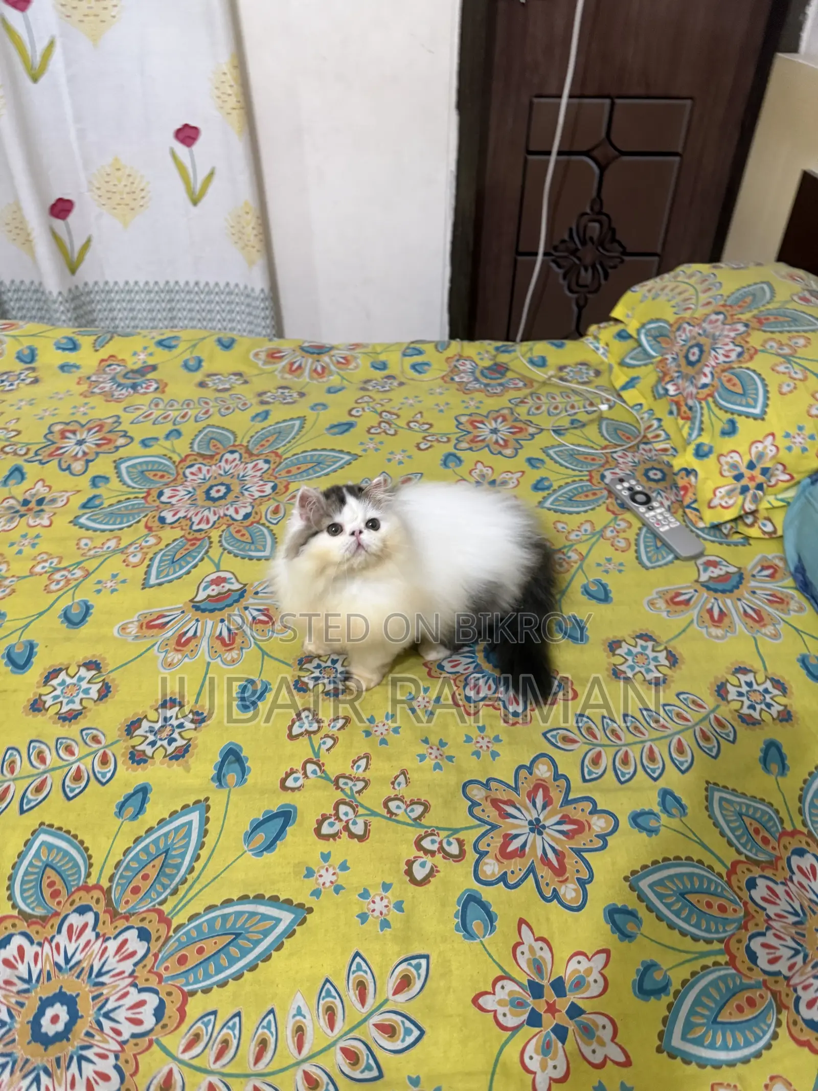 3-6 Months Male Purebred Exotic