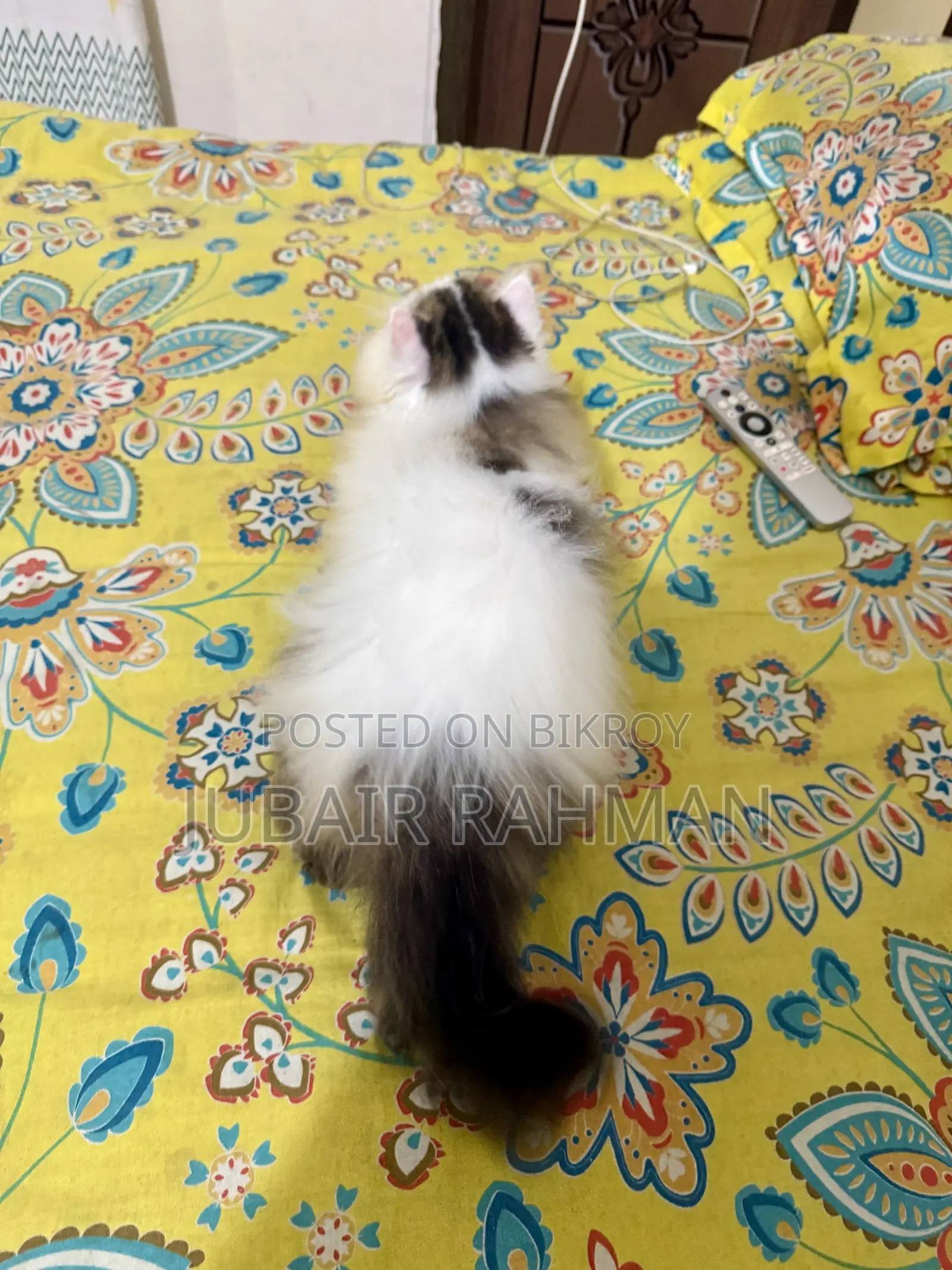 3-6 Months Male Purebred Exotic