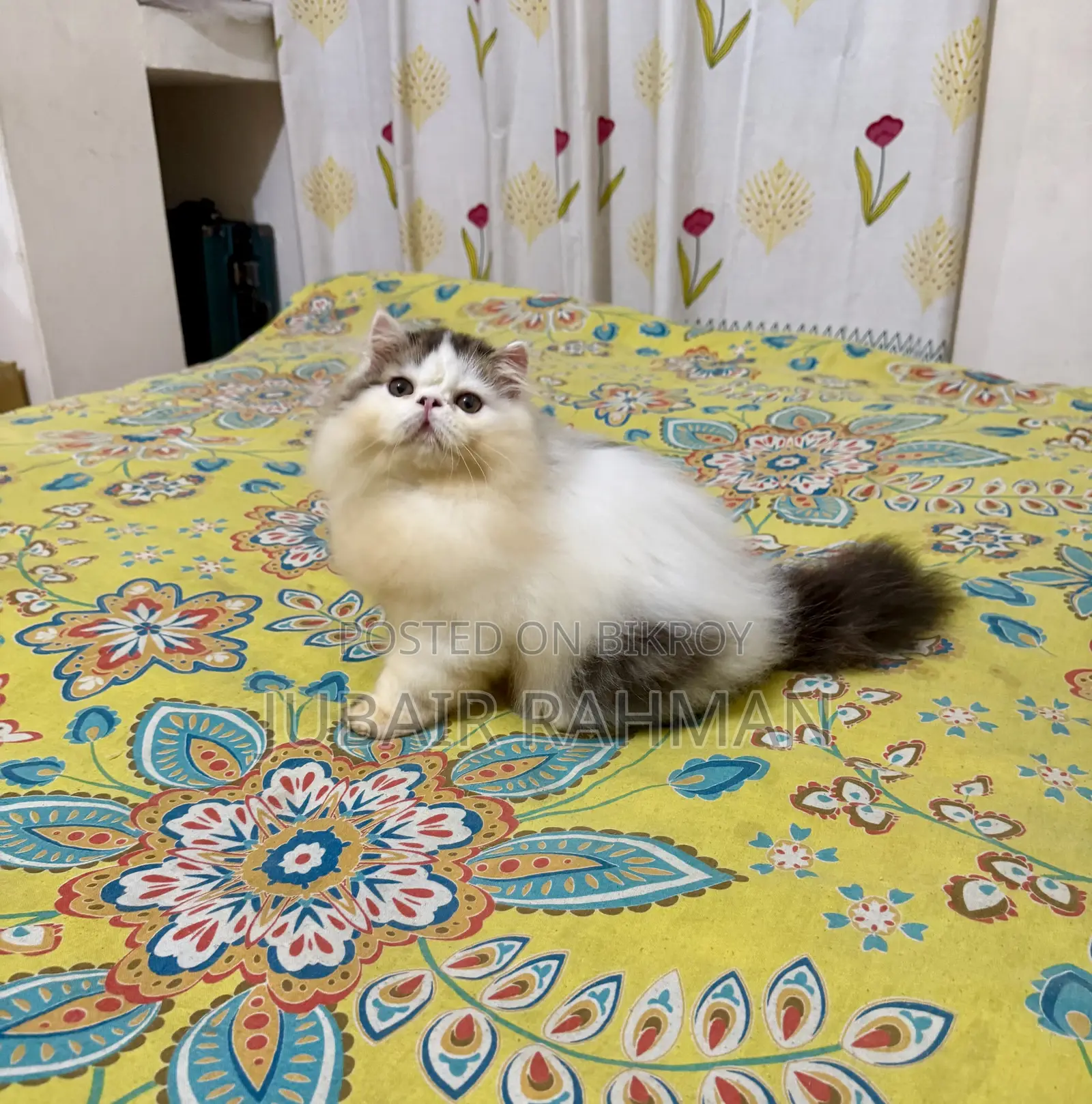 3-6 Months Male Purebred Exotic