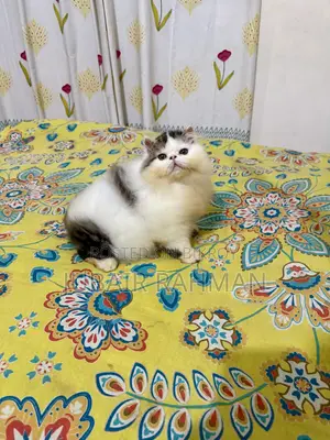 3-6 Months Male Purebred Exotic