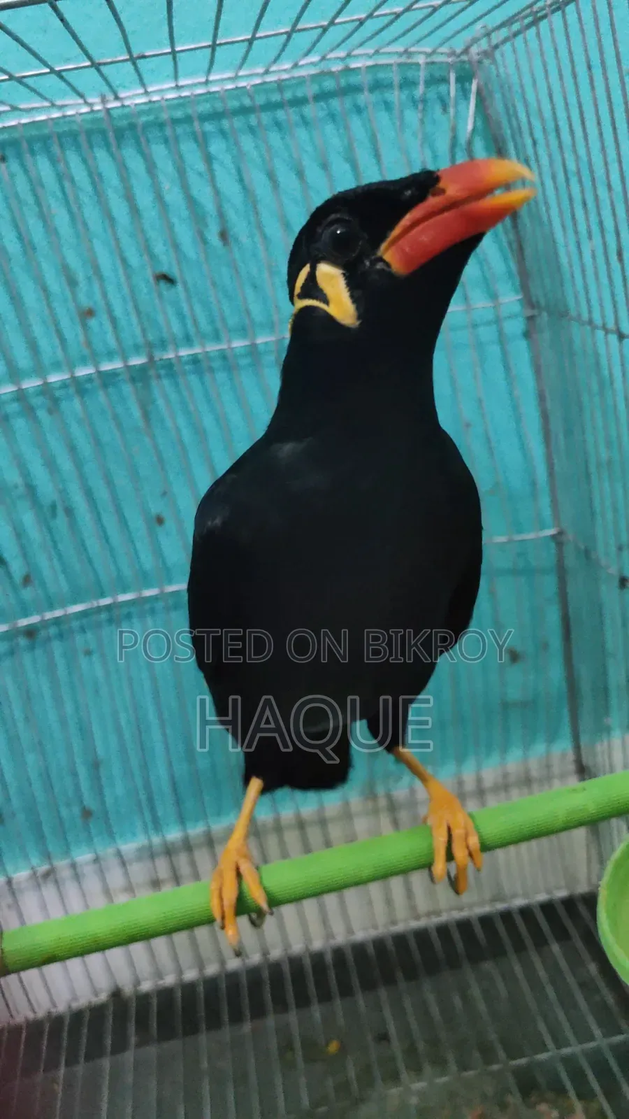Myna Bird for Sale
