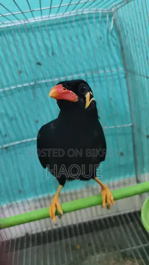 Myna Bird for Sale