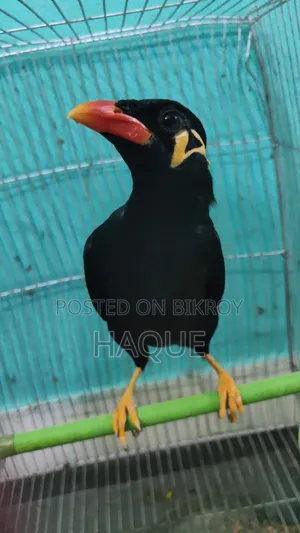 Myna Bird for Sale