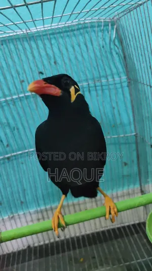 Myna Bird for Sale