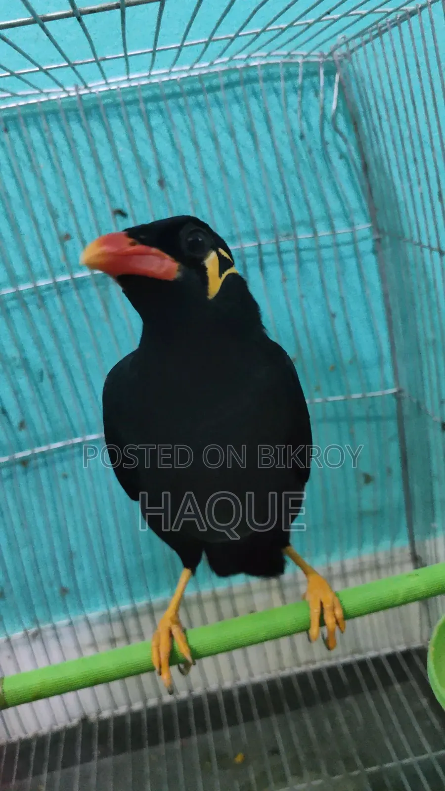 Myna Bird for Sale