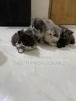 ১-৩ মাসের মহিলা খাঁটি পার্সিয়ান