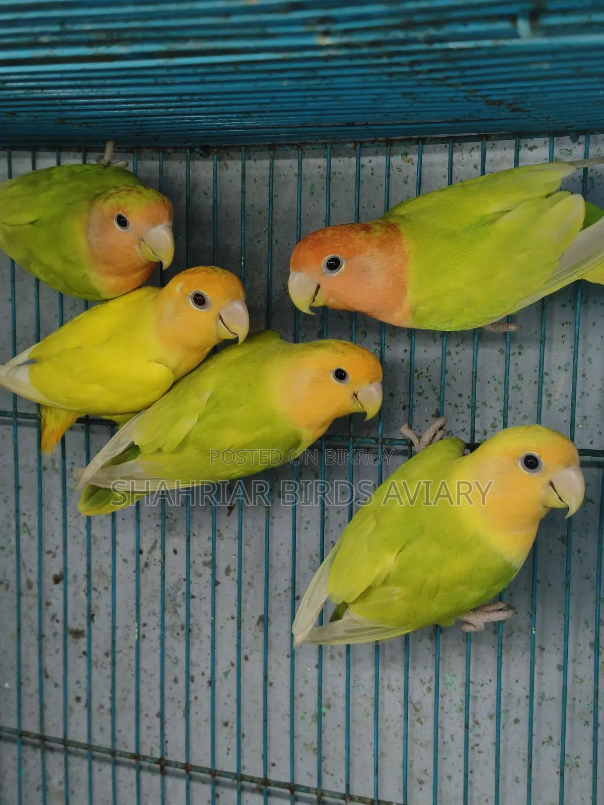 Lovebird Birds