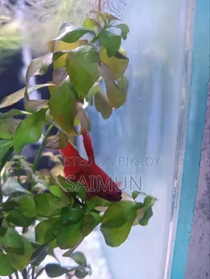 সুপার রেড বেট্টা মাছ - পুরুষ - আংশিক বয়স্ক
